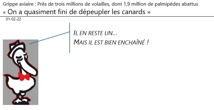 01/02/22 - Grippe aviaire: 2 millions de canards abattus. «on a quasiment fini de dépeupler les canards»