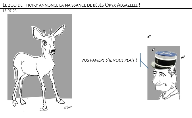 13/07/2023 – Le zoo de Thoiry annonce la naissance de bébés Oryx Algazelle !